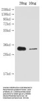 cas9 Antibody