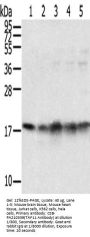 TAF11 Antibody