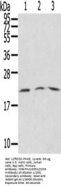 SSX5 Antibody