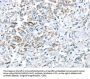 VWCE Antibody