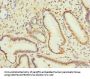 CPD Antibody