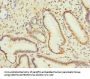 CPD Antibody