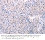 SPATA6 Antibody