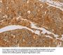 PRDX3 Antibody