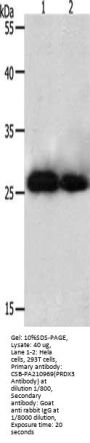PRDX3 Antibody