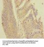 PDE6A Antibody