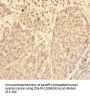 PDE6A Antibody
