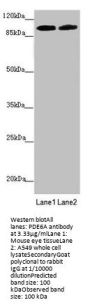 PDE6A Antibody