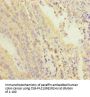PDE6A Antibody