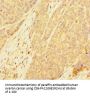 PDE6A Antibody