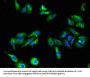 ALK Antibody