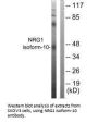NRG1 Antibody