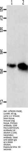 OLR1 Antibody