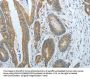 CXCR3 Antibody