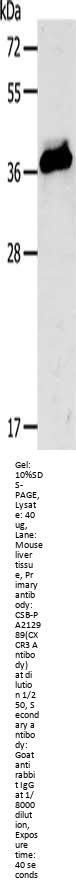 CXCR3 Antibody