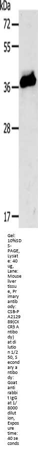 CXCR3 Antibody