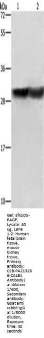 CALB1 Antibody