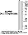 Phospho-MAPK3 (Tyr205/222) Antibody