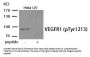 Phospho-FLT1 (Tyr1213) Antibody