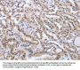 PAX8 Antibody