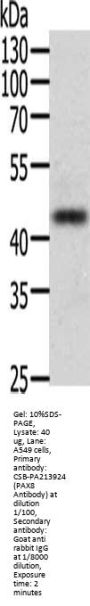 PAX8 Antibody