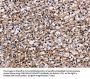 NCSTN Antibody