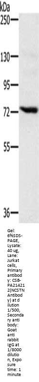 NCSTN Antibody
