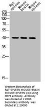 CD72 Antibody