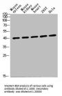 CD72 Antibody