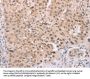 ADAM11 Antibody