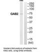 GAB2 Antibody