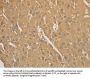 CD40 Antibody