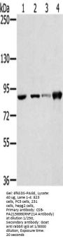 Rabbit anti-human RNF214 polyclonal antibody