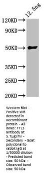 FTL3 Antibody