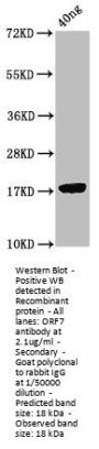 ORF7 Antibody