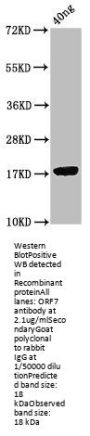 ORF7 Antibody