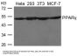 PPARG Antibody