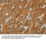 CYP2E1 Antibody