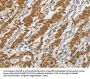 CYP2E1 Antibody