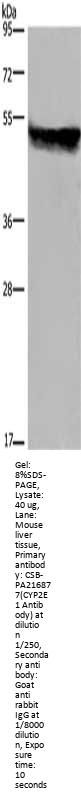 CYP2E1 Antibody