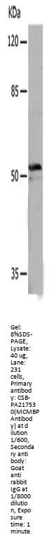 MCMBP Antibody