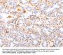 ABCA4 Antibody