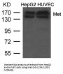 MET (Ab-1234/1235) Antibody