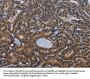 INSIG2 Antibody