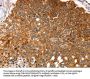 MGST1 Antibody