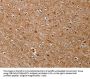 MGST1 Antibody
