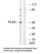 PLD4 Antibody