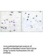 TH (Ab-19) Antibody