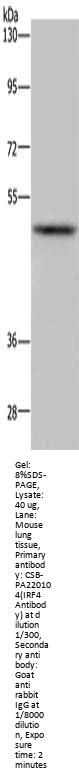 IRF4 Antibody