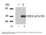 Phospho-CDK1 (Tyr15) Antibody
